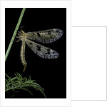 Palpares libelluloides (antlion) by Anonymous