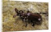 Paussus sp. (myrmecophilous beetle, ground beetle) by Anonymous