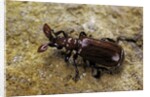 Paussus sp. (myrmecophilous beetle, ground beetle) by Anonymous