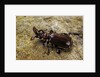 Paussus sp. (myrmecophilous beetle, ground beetle) by Anonymous