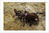 Paussus sp. (myrmecophilous beetle, ground beetle) by Anonymous