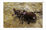Paussus sp. (myrmecophilous beetle, ground beetle) by Anonymous