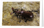 Paussus sp. (myrmecophilous beetle, ground beetle) by Anonymous