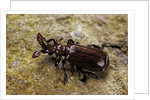 Paussus sp. (myrmecophilous beetle, ground beetle) by Anonymous