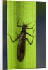 Perla maxima (stonefly) by Anonymous