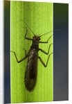 Perla maxima (stonefly) by Anonymous