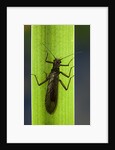 Perla maxima (stonefly) by Anonymous