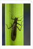 Perla maxima (stonefly) by Anonymous
