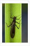 Perla maxima (stonefly) by Anonymous