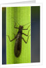 Perla maxima (stonefly) by Anonymous