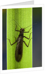 Perla maxima (stonefly) by Anonymous