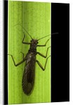 Perla maxima (stonefly) by Anonymous