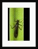 Perla maxima (stonefly) by Anonymous