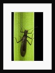Perla maxima (stonefly) by Anonymous