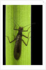Perla maxima (stonefly) by Anonymous