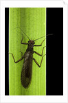Perla maxima (stonefly) by Anonymous