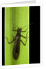 Perla maxima (stonefly) by Anonymous
