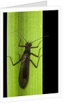 Perla maxima (stonefly) by Anonymous