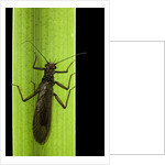 Perla maxima (stonefly) by Anonymous