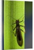 Perla maxima (stonefly) by Anonymous
