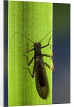 Perla maxima (stonefly) by Anonymous