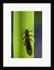 Perla maxima (stonefly) by Anonymous