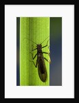 Perla maxima (stonefly) by Anonymous