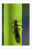 Perla maxima (stonefly) by Anonymous