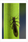 Perla maxima (stonefly) by Anonymous