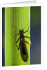 Perla maxima (stonefly) by Anonymous