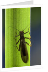 Perla maxima (stonefly) by Anonymous