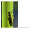Perla maxima (stonefly) by Anonymous