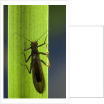 Perla maxima (stonefly) by Anonymous