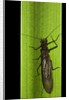 Perla maxima (stonefly) by Anonymous