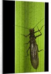 Perla maxima (stonefly) by Anonymous