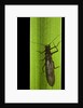 Perla maxima (stonefly) by Anonymous