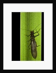 Perla maxima (stonefly) by Anonymous