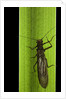Perla maxima (stonefly) by Anonymous