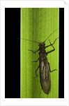 Perla maxima (stonefly) by Anonymous
