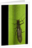 Perla maxima (stonefly) by Anonymous