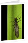 Perla maxima (stonefly) by Anonymous