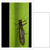 Perla maxima (stonefly) by Anonymous