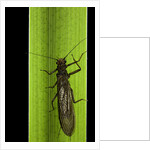 Perla maxima (stonefly) by Anonymous