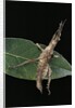 Stick insect by Anonymous
