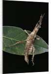 Stick insect by Anonymous
