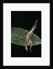 Stick insect by Anonymous