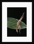 Stick insect by Anonymous