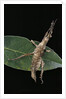 Stick insect by Anonymous