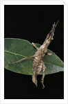 Stick insect by Anonymous