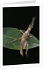 Stick insect by Anonymous